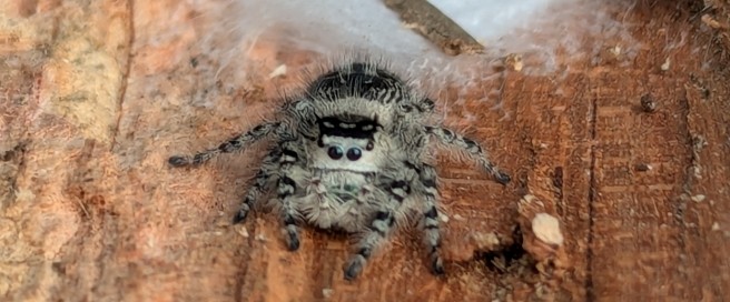 Dance or Death: A Courtship of Spiders image